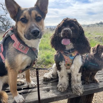 Coop N’ Friends - Our First Pack hike out at Hensley! Who else is going to join the Coop Pack? - Dog Walkers Near Me - Madera, California