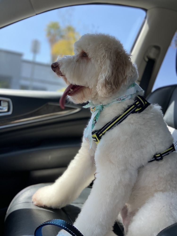 HOT DIGGITY DOG RESORT 172 Photos & 378 Reviews 2750 Auto Park Way