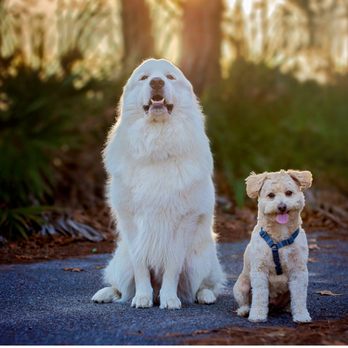 Klondike Pet Care - Desiree tackles that coat like a pro! - Pet Groomers Near Me - Pensacola, Florida Klondike Pet Care - Desiree tackles that coat like a pro! - Pet Groomers Near Me - Pensacola, Florida