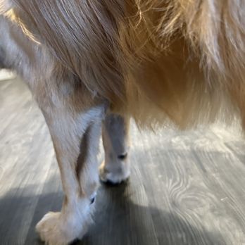 PetSmart - Pet Stores Near Me - Milpitas, California PetSmart - Pet Stores Near Me - Milpitas, California