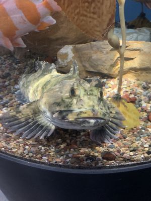 Central Coast Aquarium by null