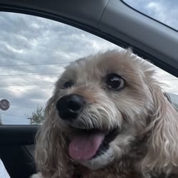 Woof & Whiskers Resort - Dog