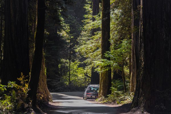Jedediah Smith Redwoods State Park by null