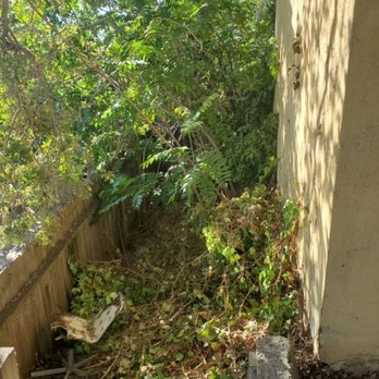 JMV Tree Service - Before JMV Tree Service. The leaves and branches on the ground were feet deep! - Tree Services Near Me - Hayward, California JMV Tree Service - Before JMV Tree Service. The leaves and branches on the ground were feet deep! - Tree Services Near Me - Hayward, California