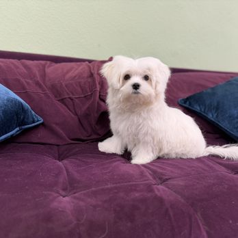 Pawtique Pawlor - Pet Groomers Near Me - Inglewood, California