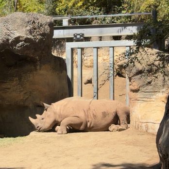 Oregon Zoo - Rhino - Zoos Near Me - Portland, Oregon Oregon Zoo - Rhino - Zoos Near Me - Portland, Oregon
