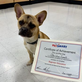 PetSmart - Baby graduation - Pet Training Near Me - Hillsboro, Oregon