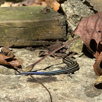 Burgess Falls State Park - Skink - Parks Near Me - Sparta, Tennessee Burgess Falls State Park - Skink - Parks Near Me - Sparta, Tennessee