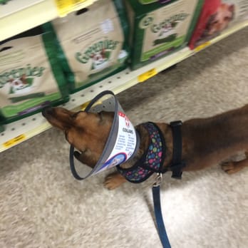 PetSmart - Need her e cone for her own good - Pet Stores Near Me - Peoria, Arizona