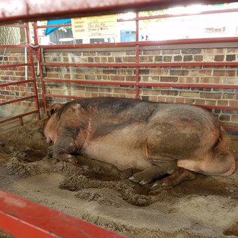 Iowa State Fair - Awww, to be able to enjoy your nap!!! - Festivals Near Me - Des Moines, Iowa Iowa State Fair - Awww, to be able to enjoy your nap!!! - Festivals Near Me - Des Moines, Iowa