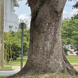 Boyington Oak