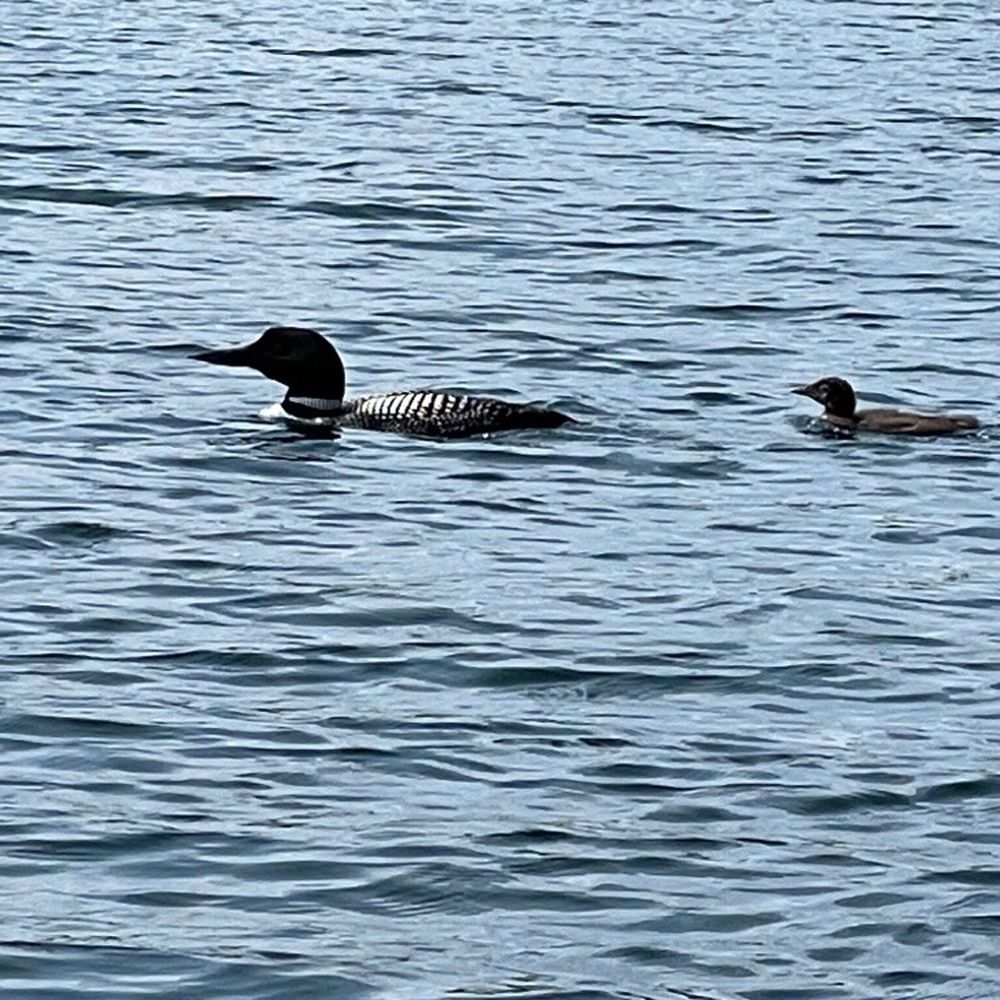 Veterans On the Lake Resort - Nature - Hotels Near Me - Ely, Minnesota Veterans On the Lake Resort - Nature - Hotels Near Me - Ely, Minnesota