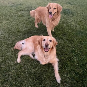 Little Buddies - Happy Little Buddies clients - Dog Walkers Near Me Little Buddies - Happy Little Buddies clients - Dog Walkers Near Me