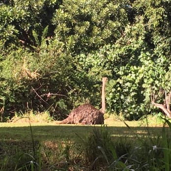 Honolulu Zoo - My favorite...the ostrich - Zoos Near Me - Honolulu, Hawaii