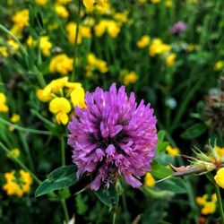 Ninemile Lake Campground - I love wild flowers