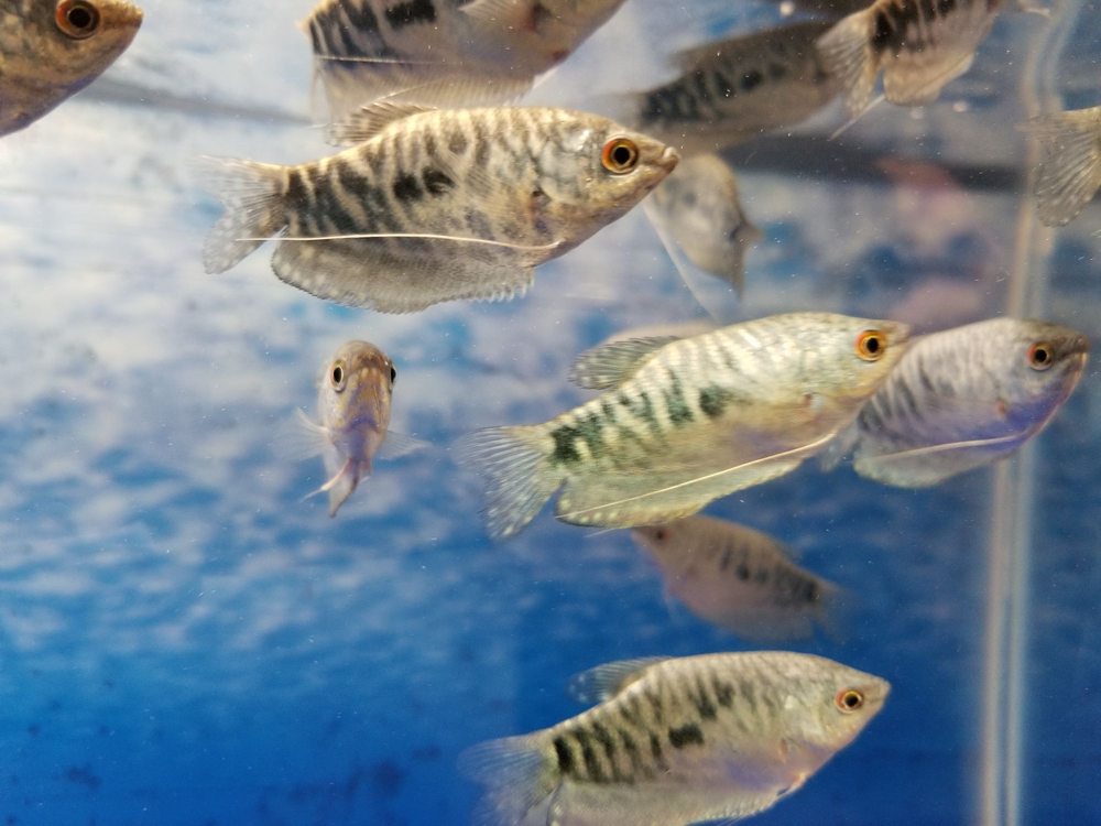 UNDERSEA WORLD AQUATICS Updated September 2024 20 Photos 2550 S