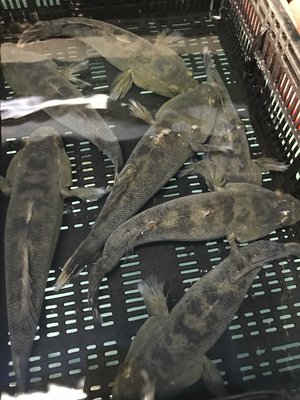 D&K Live Seafood by null