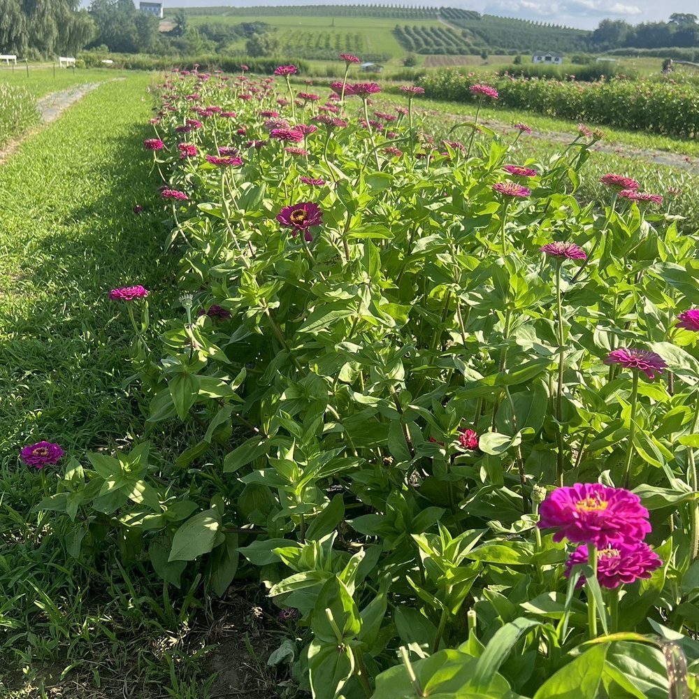 Hudson Wildflower Co - Rows of flowers - Florists Near Me - Milton, New York