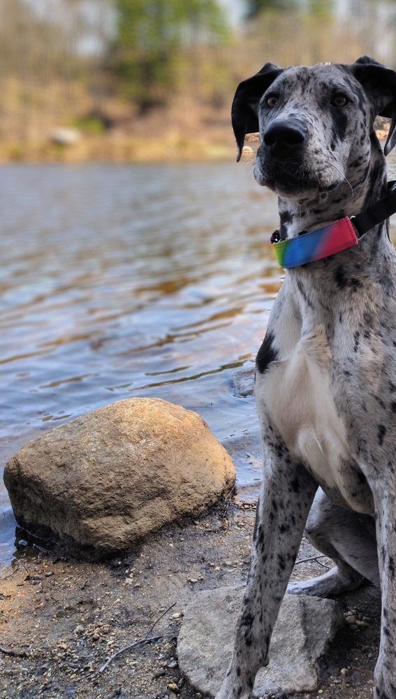 Lindsay Loves Pets - pet boarding facility in Sturbridge, MA