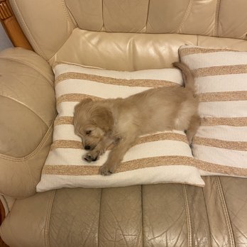California Goldendoodle - Pet Breeders Near Me