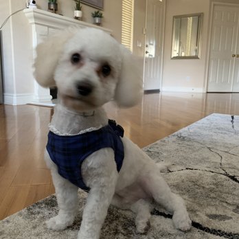 Doggi Dogi Spa - After - Pet Groomers Near Me - Fullerton, California