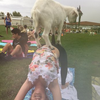 Goat Yoga - Yoga Near Me
