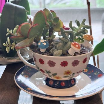 Birdette's - Teacup succulents - Art Supplies Near Me - Tampa Bay, Florida Birdette's - Teacup succulents - Art Supplies Near Me - Tampa Bay, Florida