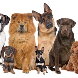 South Paw Pet Services