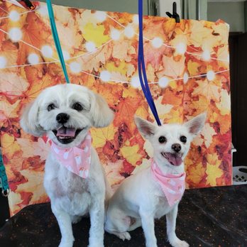 PogoPaws - Rosie and my other pup Emma! - Pet Groomers Near Me - San Bernardino, California