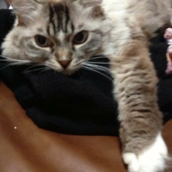 Ragmeister Ragdolls - Pet Breeders Near Me Ragmeister Ragdolls - Pet Breeders Near Me