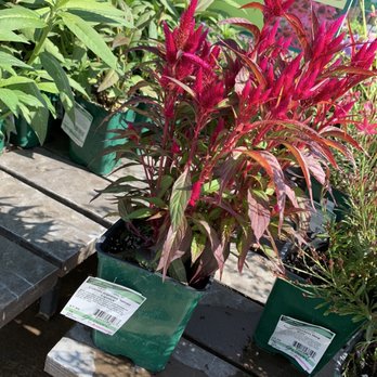 Armstrong Garden Centers - Nurseries & Gardening Near Me - Glendale, California