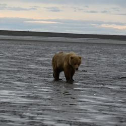 Silver Salmon Creek Lodge