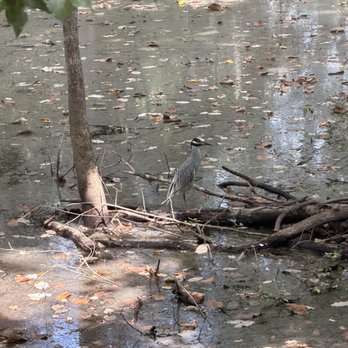 Tickfaw State Park - Yellow heron. - Parks Near Me - Springfield, Louisiana