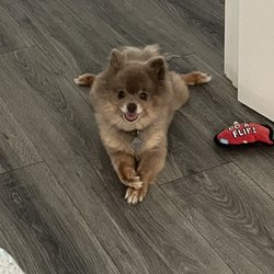 Hilary’s Mobile Grooming - Peedee