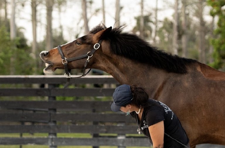 Midnight Rose Equestrian Logo