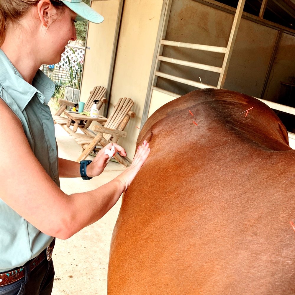 Hidden Rock Large Animal Services - Acupuncture - Veterinarians Near Me