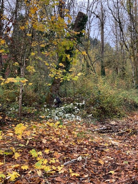 JNR Tree Services - tree service in Portland, OR