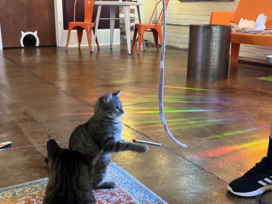 Mac Tabby Cat Cafe - Concord by null