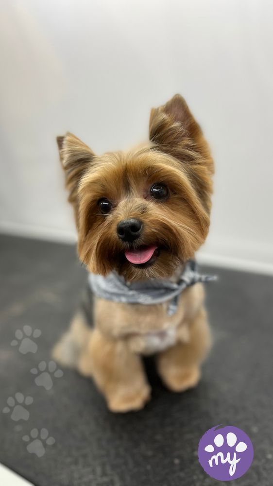 MY PAW MOBILE PET GROOMING Updated September 2024 10 Photos