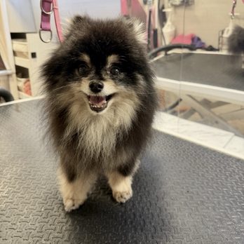 Pup Spa - Pet Groomers Near Me