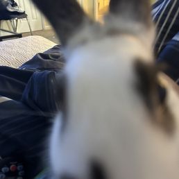 Bunny Bunny