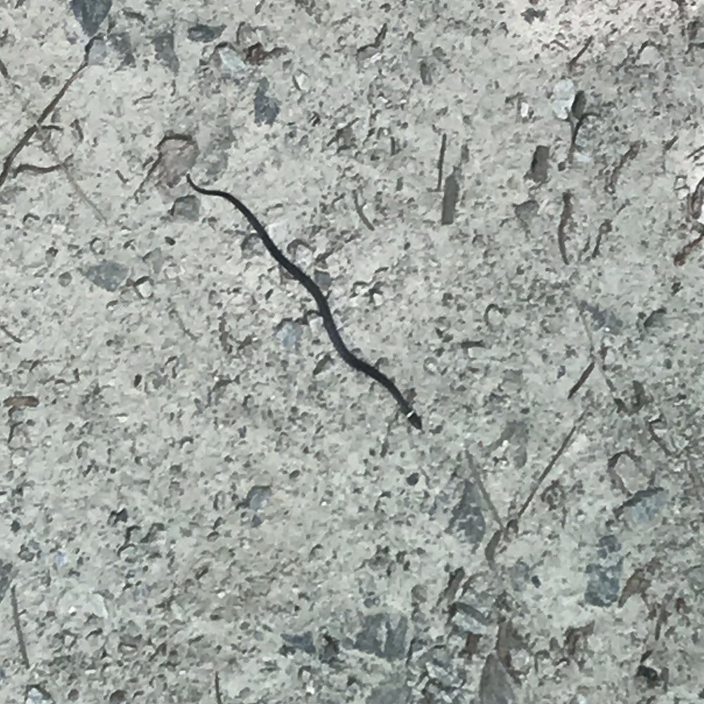 William B Umstead State Park - A little snake - Hiking Near Me - Raleigh, North Carolina William B Umstead State Park - A little snake - Hiking Near Me - Raleigh, North Carolina
