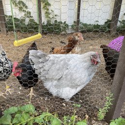 To get to the shop, you'll stroll past the gorgeous yard with the shaded chairs, and past these lovely ladies. This atmosphere is amazing!!! To get to the shop, you'll stroll past the gorgeous yard with the shaded chairs, and past these lovely ladies. This atmosphere is amazing!!!