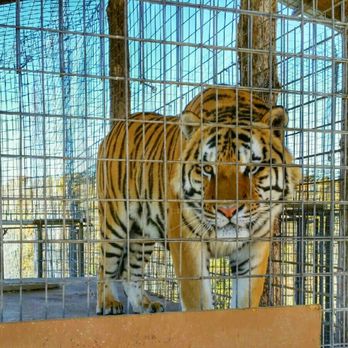 National Tiger Sanctuary - Community Service/Non-Profit Near Me - Saddlebrooke, Missouri