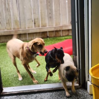 Playtime Pet Resort - Three dogs playfully move between indoor and outdoor areas at Playtime Pet Resort Windham, showcasing the open-access layout ... - Dog Walkers Near Me - Windham, New Hampshire
