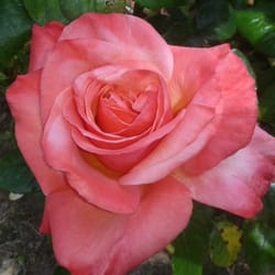 Rose gardens, St anne's park