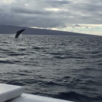 Gemini Sailing Charters - Whale watching... They were so active! - Boating Near Me - Lahaina, Hawaii