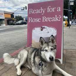 My puppy and I love this place also such a great cause to support My puppy and I love this place also such a great cause to support