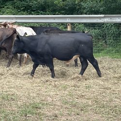 These are cows and goats they have. What a great selection!