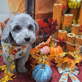 Pretty Paws Pet Grooming - Pet Groomers Near Me - Las Vegas, Nevada Pretty Paws Pet Grooming - Pet Groomers Near Me - Las Vegas, Nevada